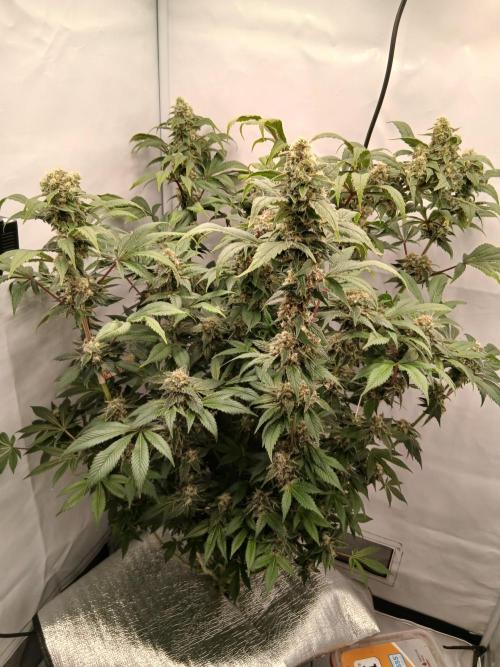 DWC Grow with Advanced Seeds. Week 14