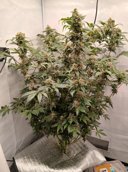 DWC Grow with Advanced Seeds. Week 14