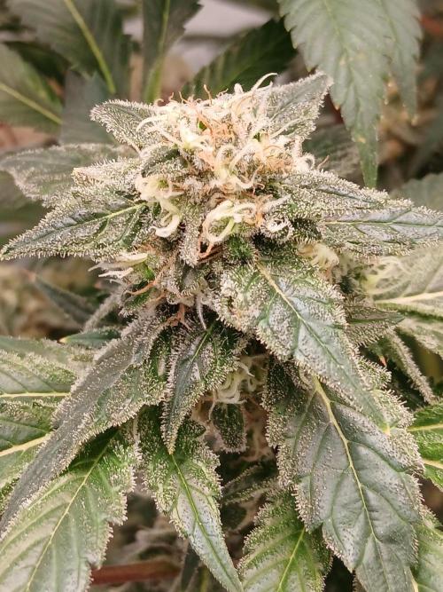 DWC Grow with Advanced Seeds. Week 14