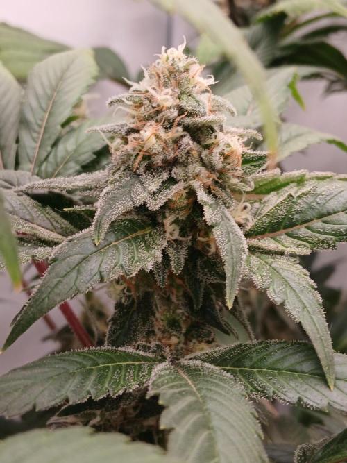 DWC Grow with Advanced Seeds. Week 14