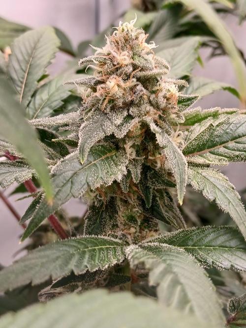 DWC Grow with Advanced Seeds. Week 14