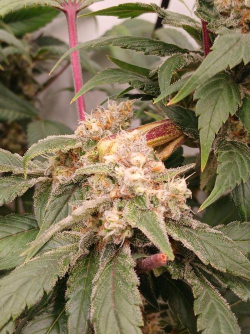 DWC Grow with Advanced Seeds. Week 14