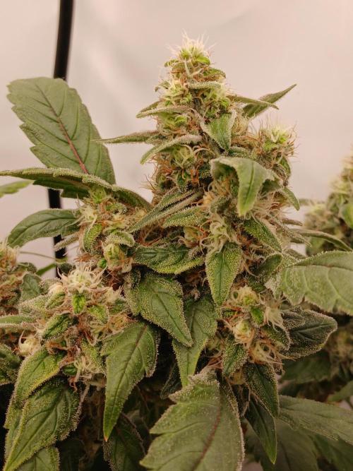 DWC Grow with Advanced Seeds. Week 14