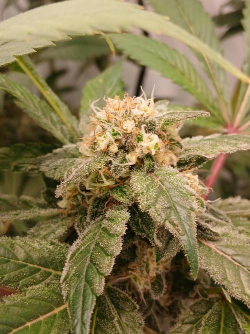 DWC Grow with Advanced Seeds. Week 14