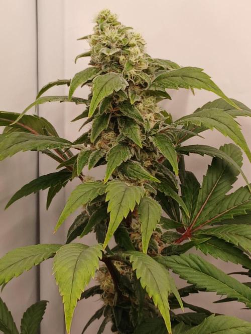 DWC Grow with Advanced Seeds. Week 14