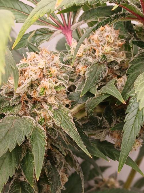 DWC Grow with Advanced Seeds. Week 14