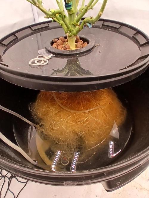 DWC Grow with Advanced Seeds. Week 14