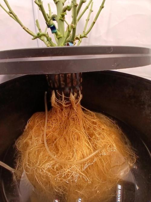 DWC Grow with Advanced Seeds. Week 14