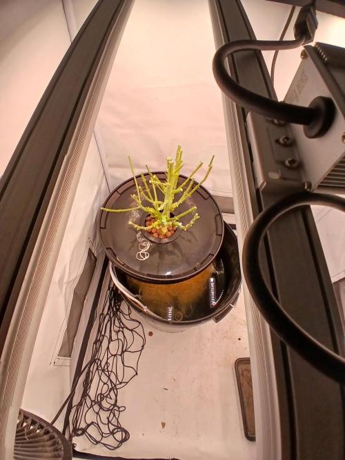 DWC Grow with Advanced Seeds. Week 14