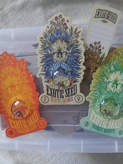 Raunächte-Grow mit Exotic Seed. Week 0