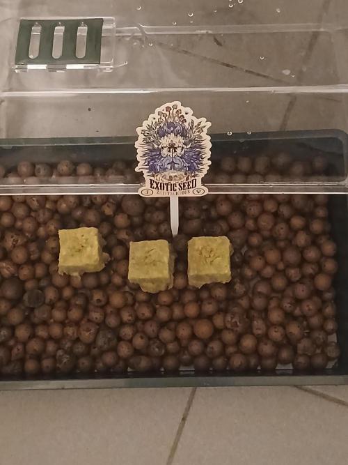 Raunächte-Grow mit Exotic Seed. Week 0
