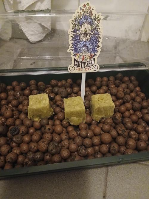 Hydroponischer Exotic Seed Grow. Week 0
