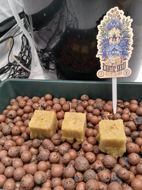 Hydroponischer Exotic Seed Grow. Week 0