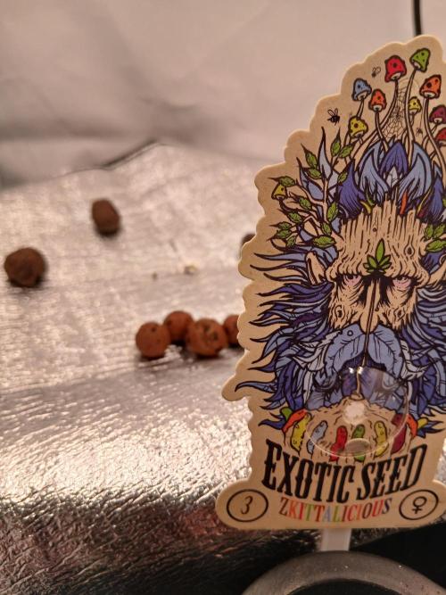 Hydroponischer Exotic Seed Grow. Week 0