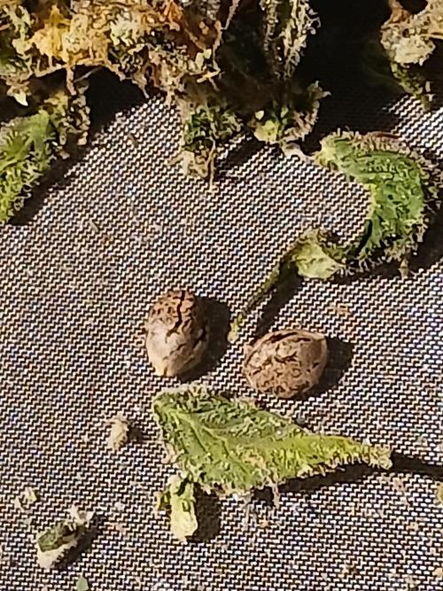 DWC Grow with Advanced Seeds. Week 14