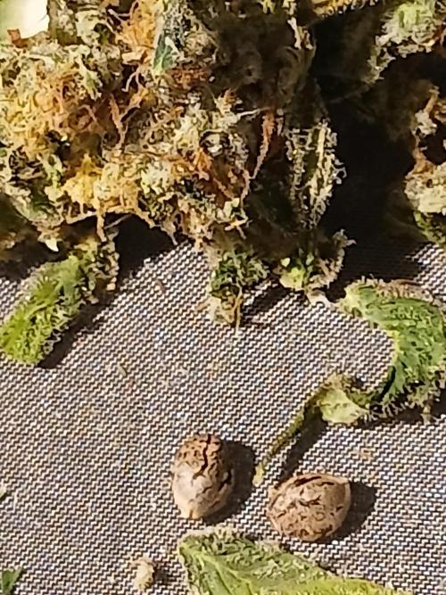 DWC Grow with Advanced Seeds. Week 14