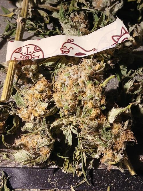 DWC Grow with Advanced Seeds. Week 14