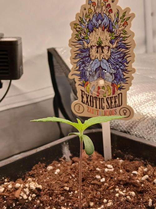 Raunächte-Grow mit Exotic Seed. Week 0