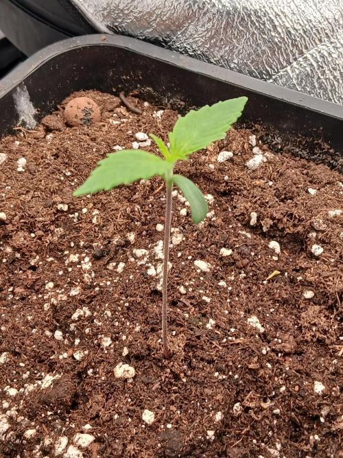 Raunächte-Grow mit Exotic Seed. Week 0
