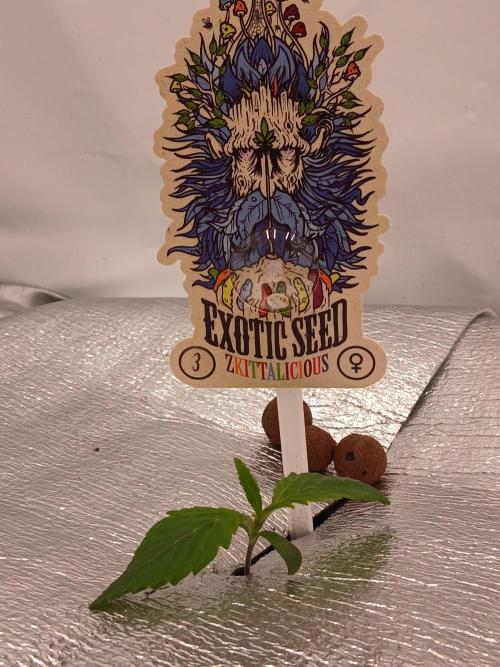 Hydroponischer Exotic Seed Grow. Week 0