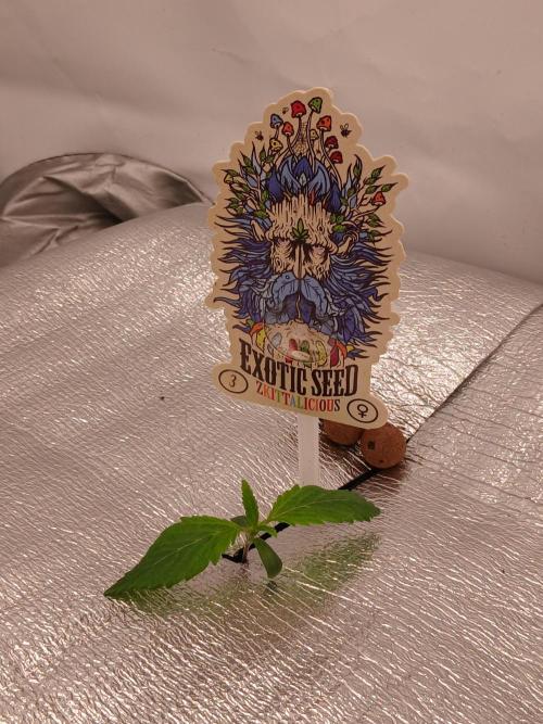 Hydroponischer Exotic Seed Grow. Week 0