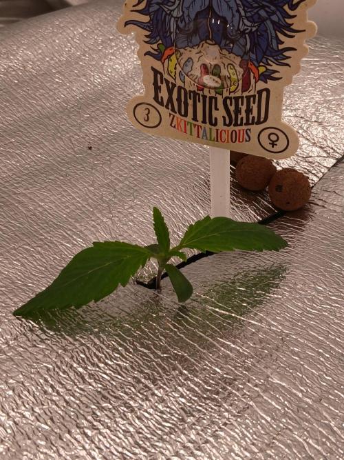 Hydroponischer Exotic Seed Grow. Week 0