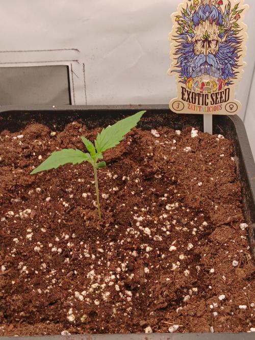 Raunächte-Grow mit Exotic Seed. Week 1