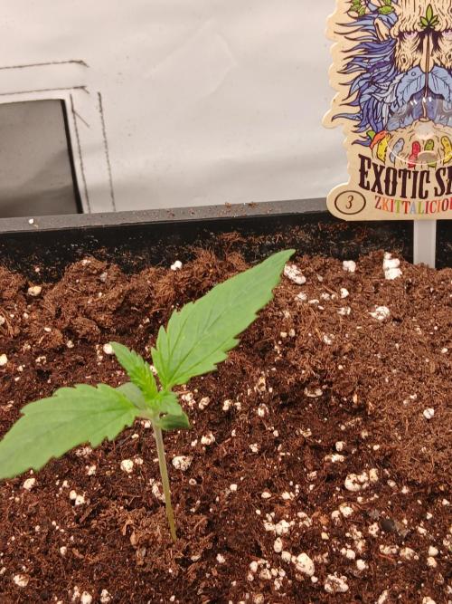 Raunächte-Grow mit Exotic Seed. Week 1