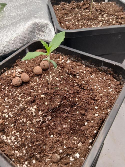 Raunächte-Grow mit Exotic Seed. Week 1