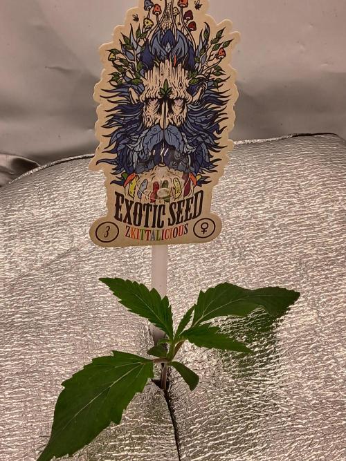 Hydroponischer Exotic Seed Grow. Week 1