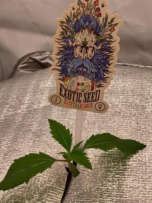 Hydroponischer Exotic Seed Grow. Week 1