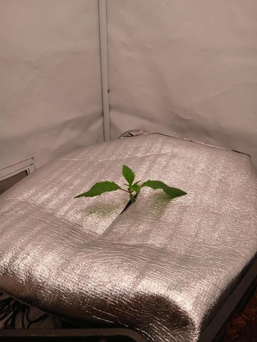 Hydroponischer Exotic Seed Grow. Week 1