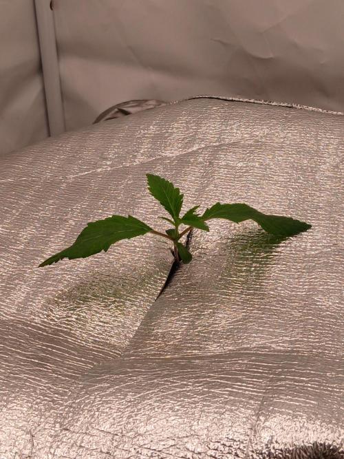 Hydroponischer Exotic Seed Grow. Week 1