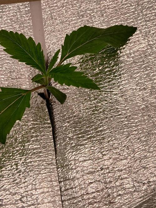 Hydroponischer Exotic Seed Grow. Week 1