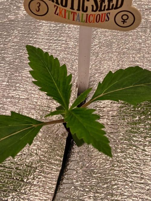 Hydroponischer Exotic Seed Grow. Week 1