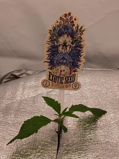 Hydroponischer Exotic Seed Grow. Week 1