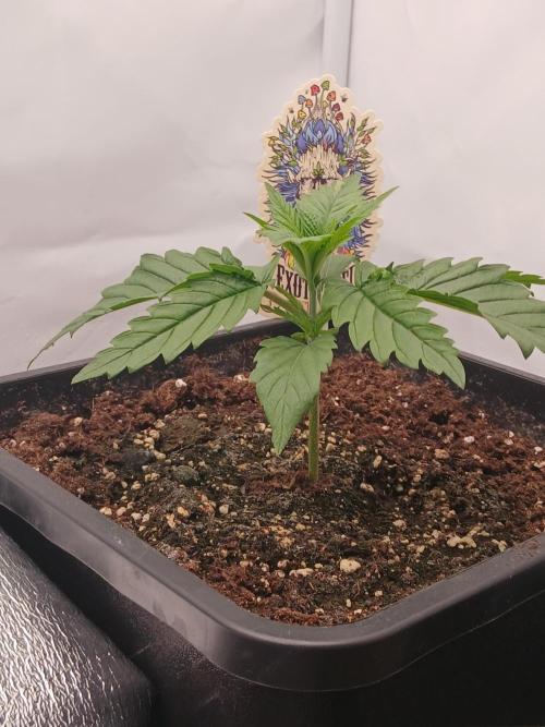 Raunächte-Grow mit Exotic Seed. Week 2