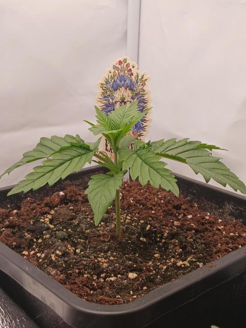 Raunächte-Grow mit Exotic Seed. Week 2