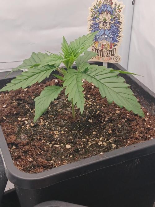 Raunächte-Grow mit Exotic Seed. Week 2