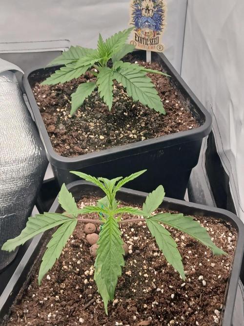 Raunächte-Grow mit Exotic Seed. Week 2