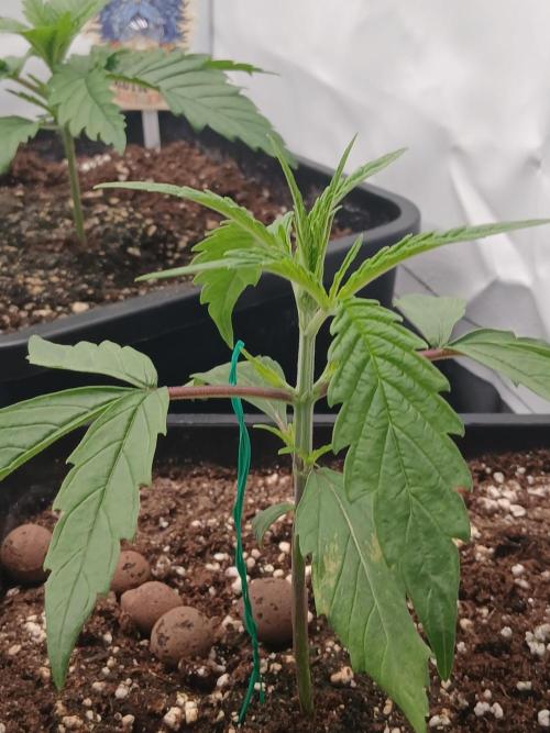 Raunächte-Grow mit Exotic Seed. Week 2