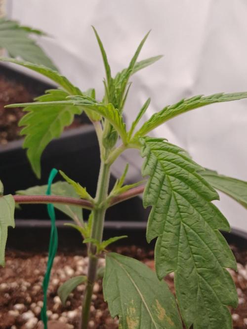 Raunächte-Grow mit Exotic Seed. Week 2