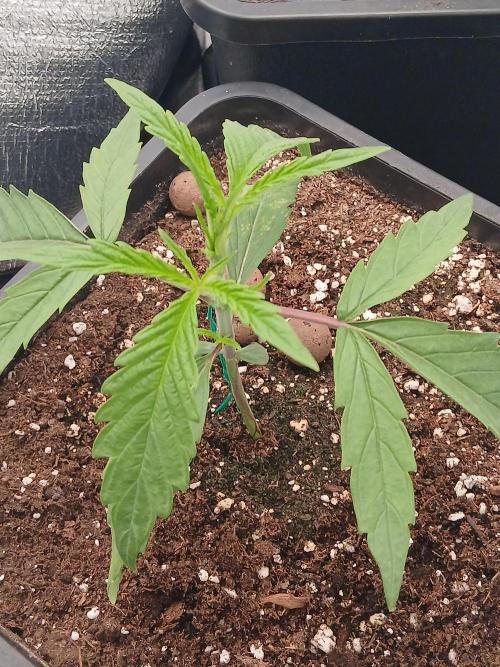 Raunächte-Grow mit Exotic Seed. Week 2