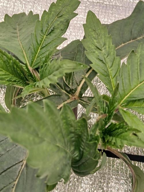 Hydroponischer Exotic Seed Grow. Week 2