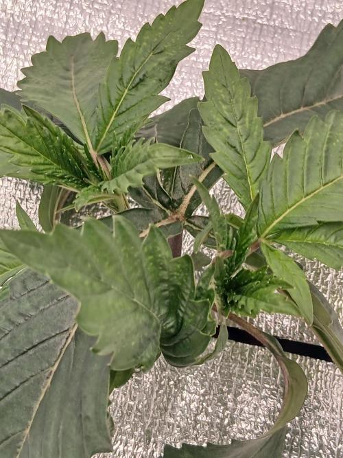 Hydroponischer Exotic Seed Grow. Week 2