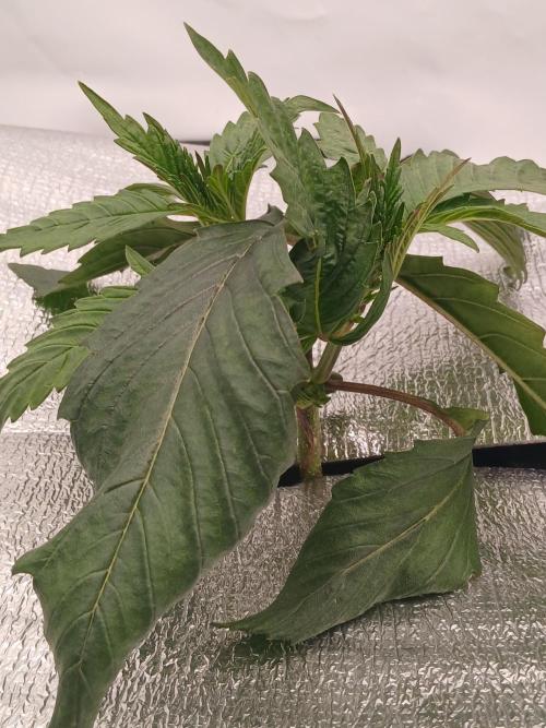 Hydroponischer Exotic Seed Grow. Week 2