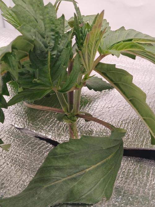 Hydroponischer Exotic Seed Grow. Week 2