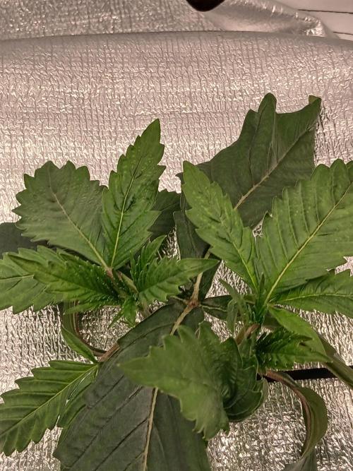 Hydroponischer Exotic Seed Grow. Week 2