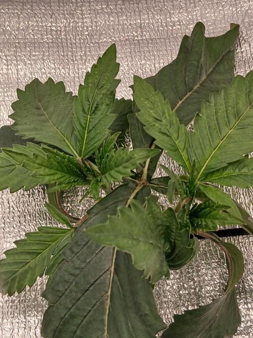 Hydroponischer Exotic Seed Grow. Week 2