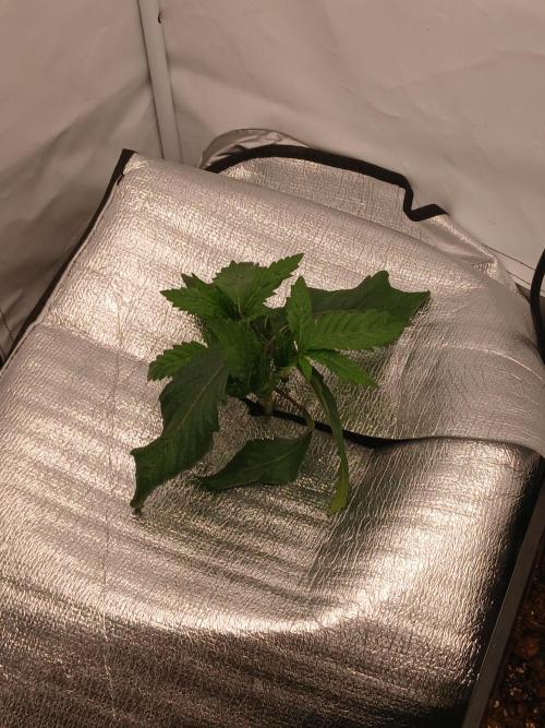 Hydroponischer Exotic Seed Grow. Week 2